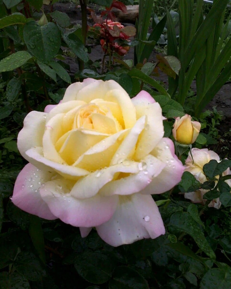 Фото взято с просторов интернета