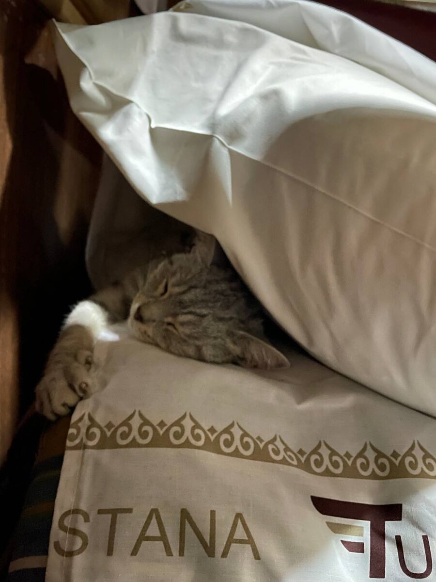 Спящая красавица