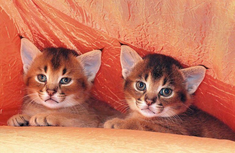 Дикие кошки, которых можно держать дома | Petshop Journal | Дзен