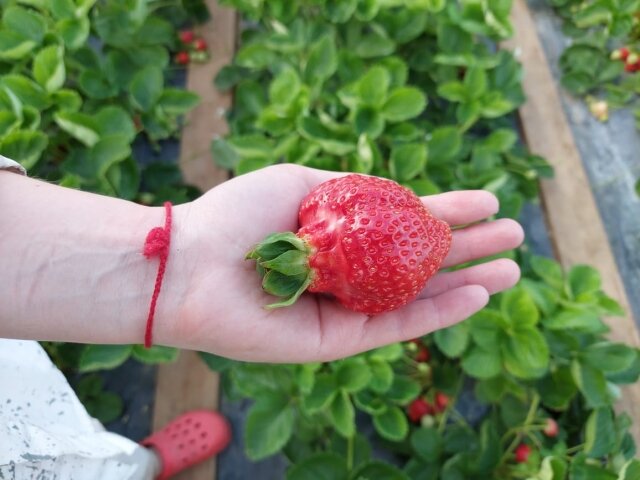    Клубника в Красноборском районе, КФХ © Пресс-служба министерства АПК и торговли Архангельской области