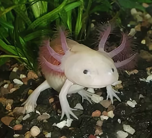 Аквариумный аксолотль