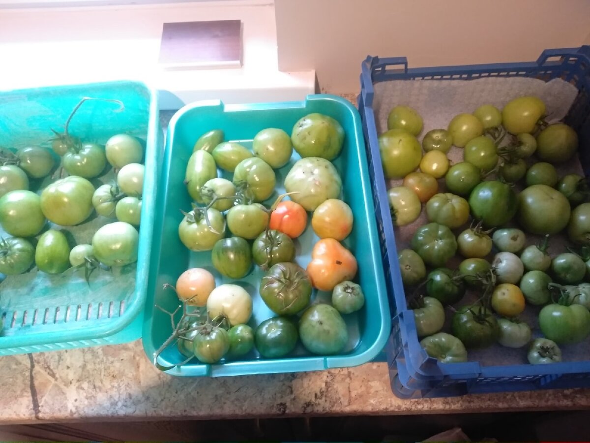 Собранный урожай томатов в сентябре. Потом накрыли от света