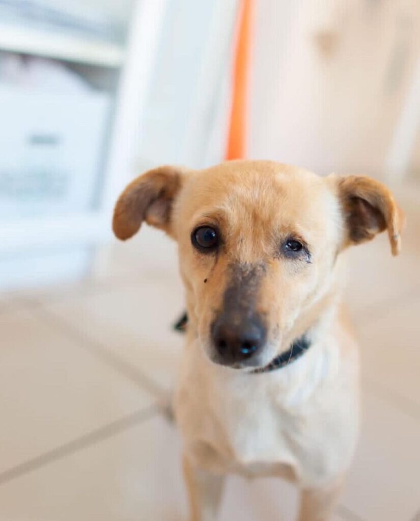    instagram.com/crazydogoholic admin