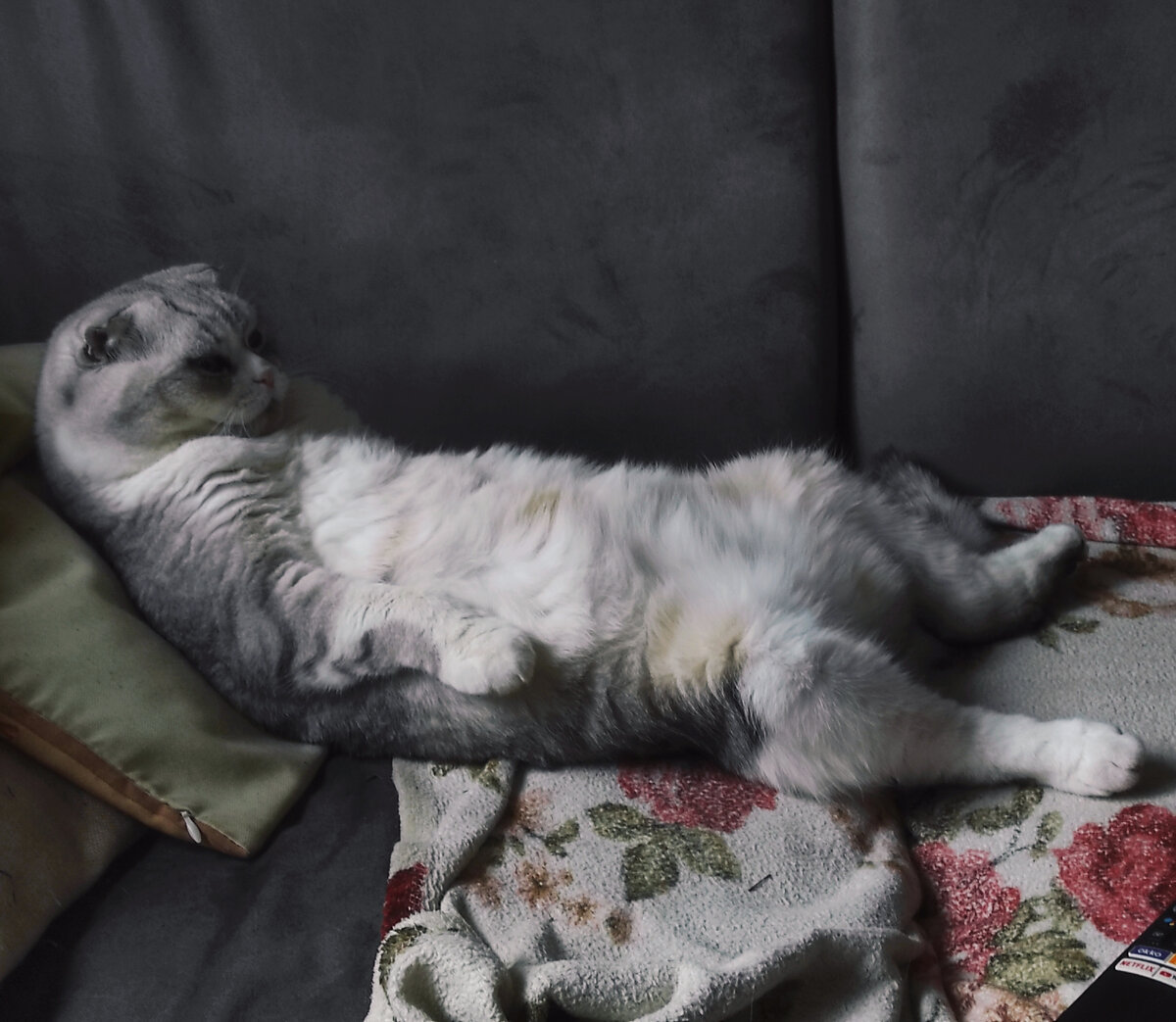 Плюшка. Фото из личного архива