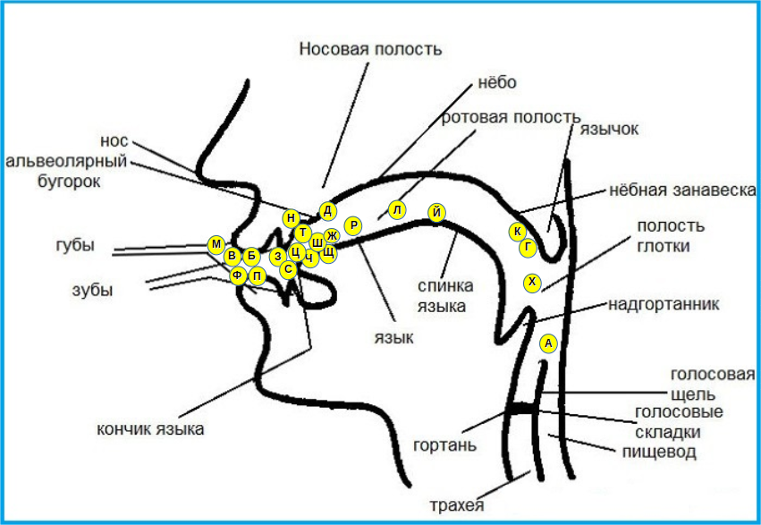 Альвеола зуба после удаления