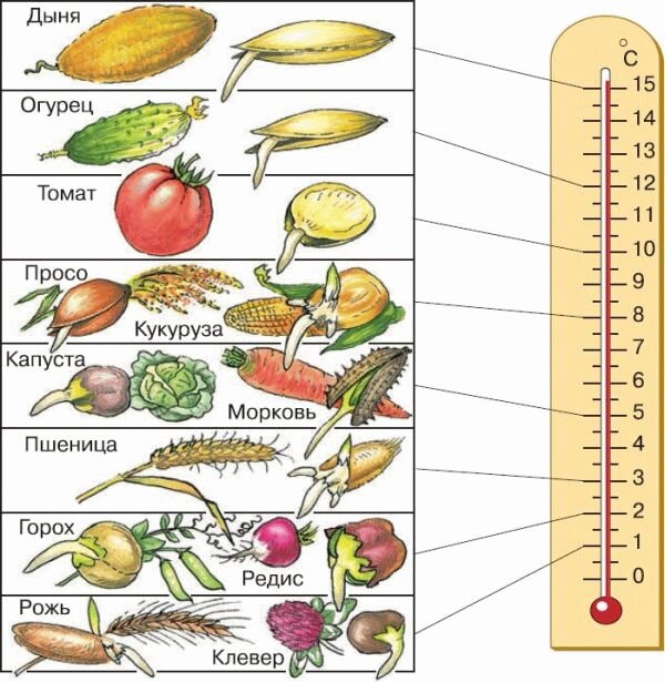 Сколько всходят семена дыни. Температура необходимая для прорастания семян. Температура почвы для прорастания семян овощей. Температура прорастания семян таблица. Таблица температур для проращивания семян.