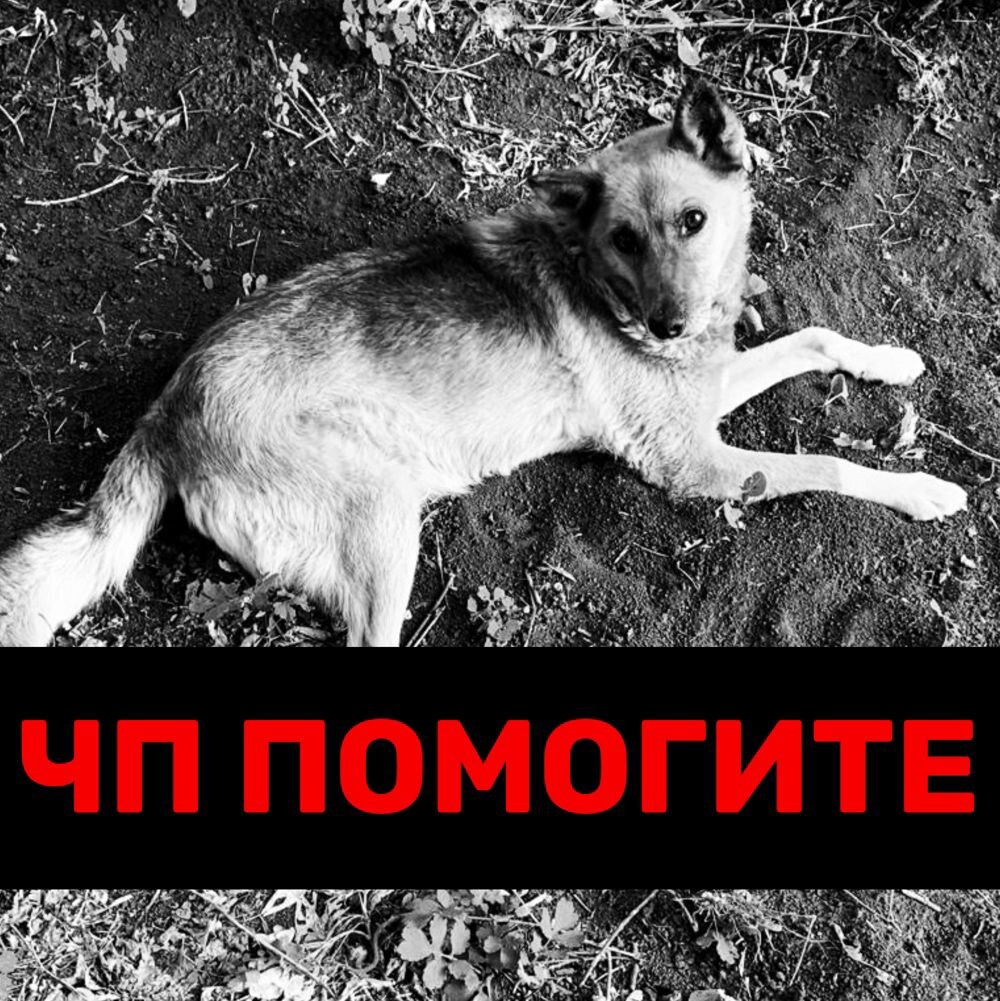 Пожалуйста, помогите собаке!