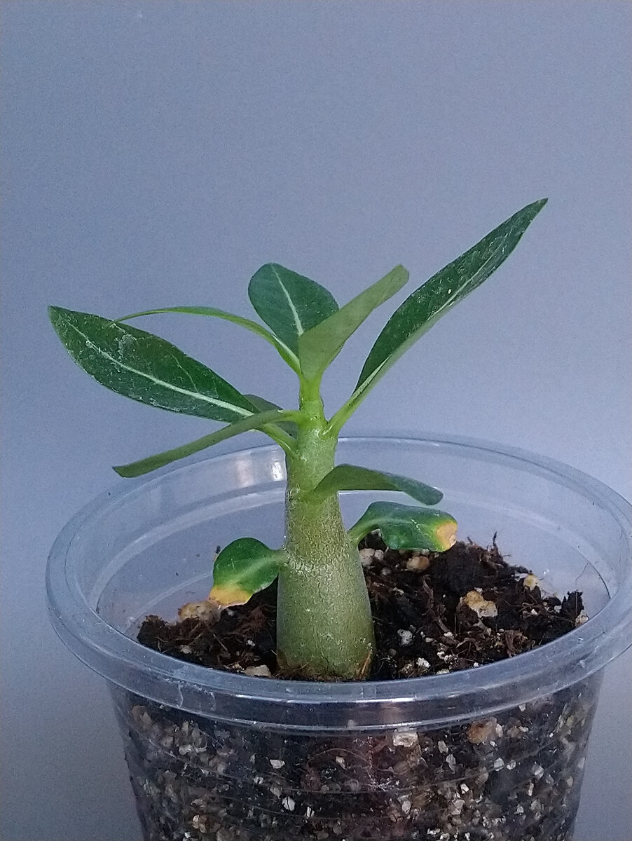 Один из лучших представителей семейства