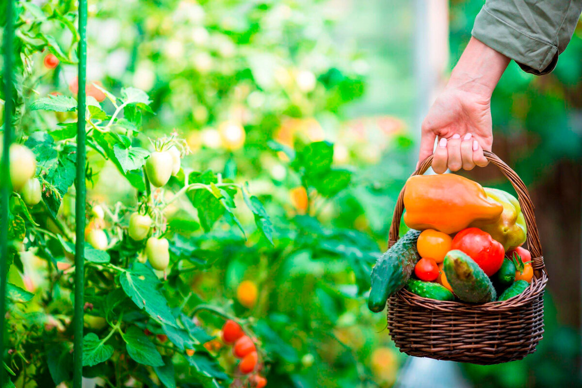 Желаю каждому такой урожай.