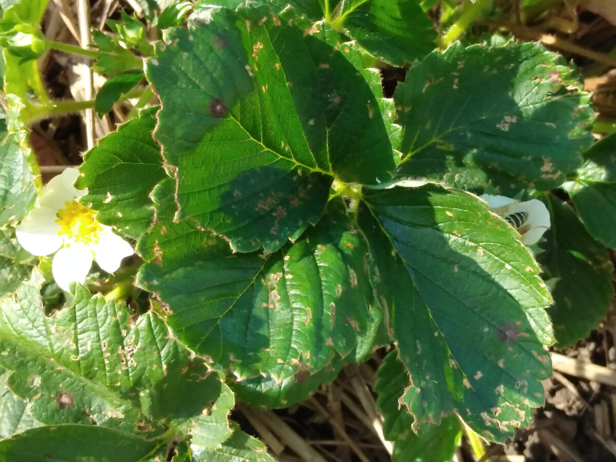 Пчелку заметили?