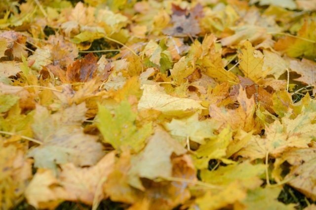    Какая будет погода в Омской области в сентябре 2023 года ?