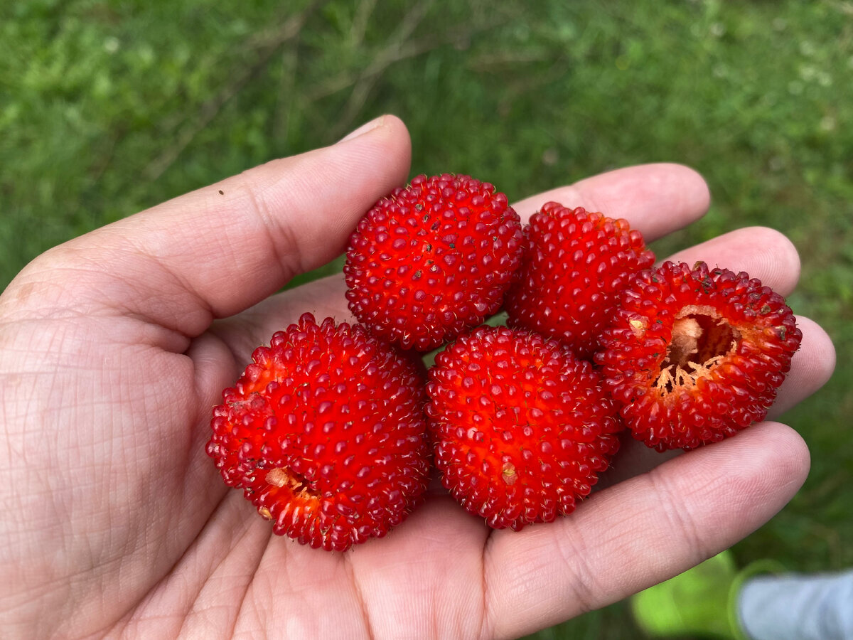 Тибетская малина