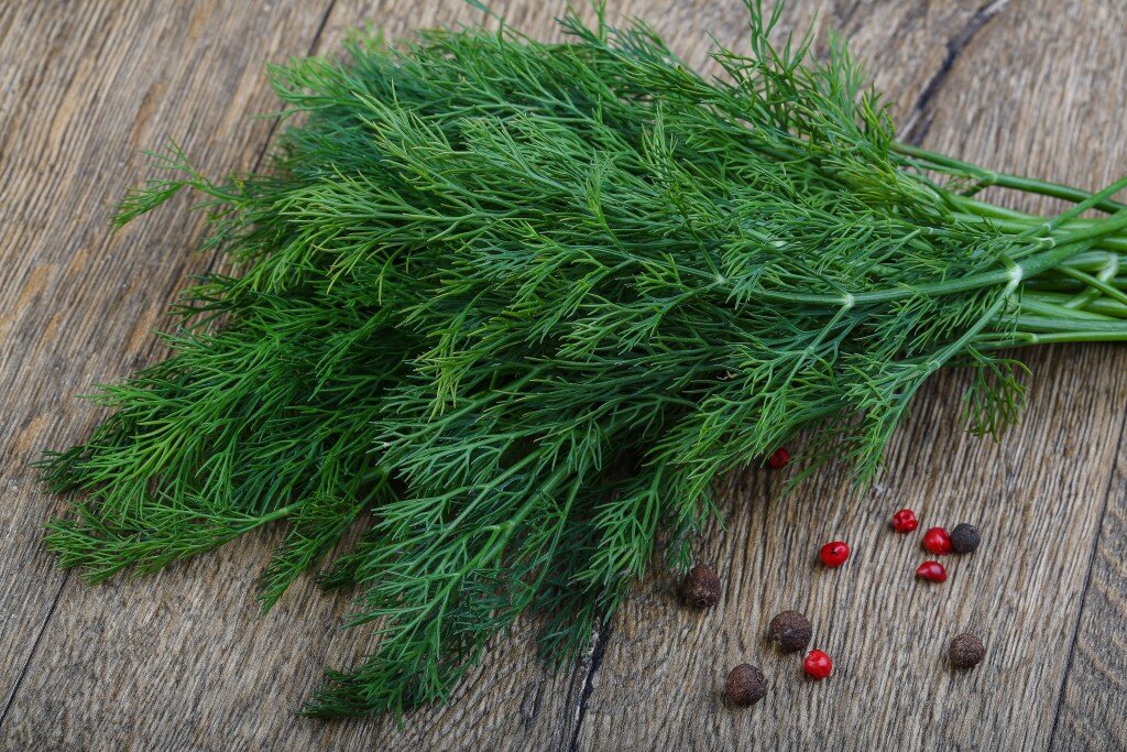 Укроп: интересные факты и полезные свойства. Источник фото Яндекс картинки