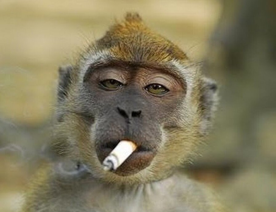 Взгляд философа/URL:https://damion.top/64891-kurjaschaja-obezjana.html