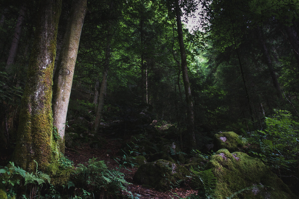 Изображение Шварцвальдского леса из интернета.