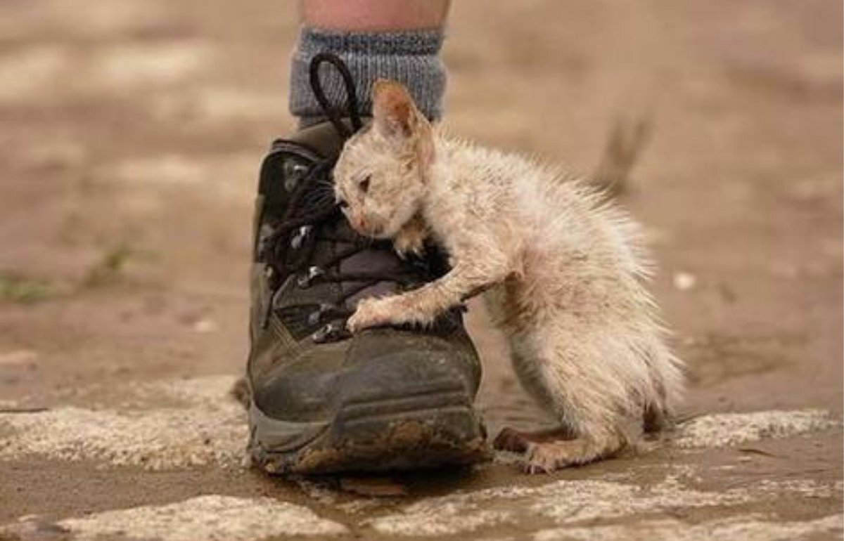 Бездомный кот
