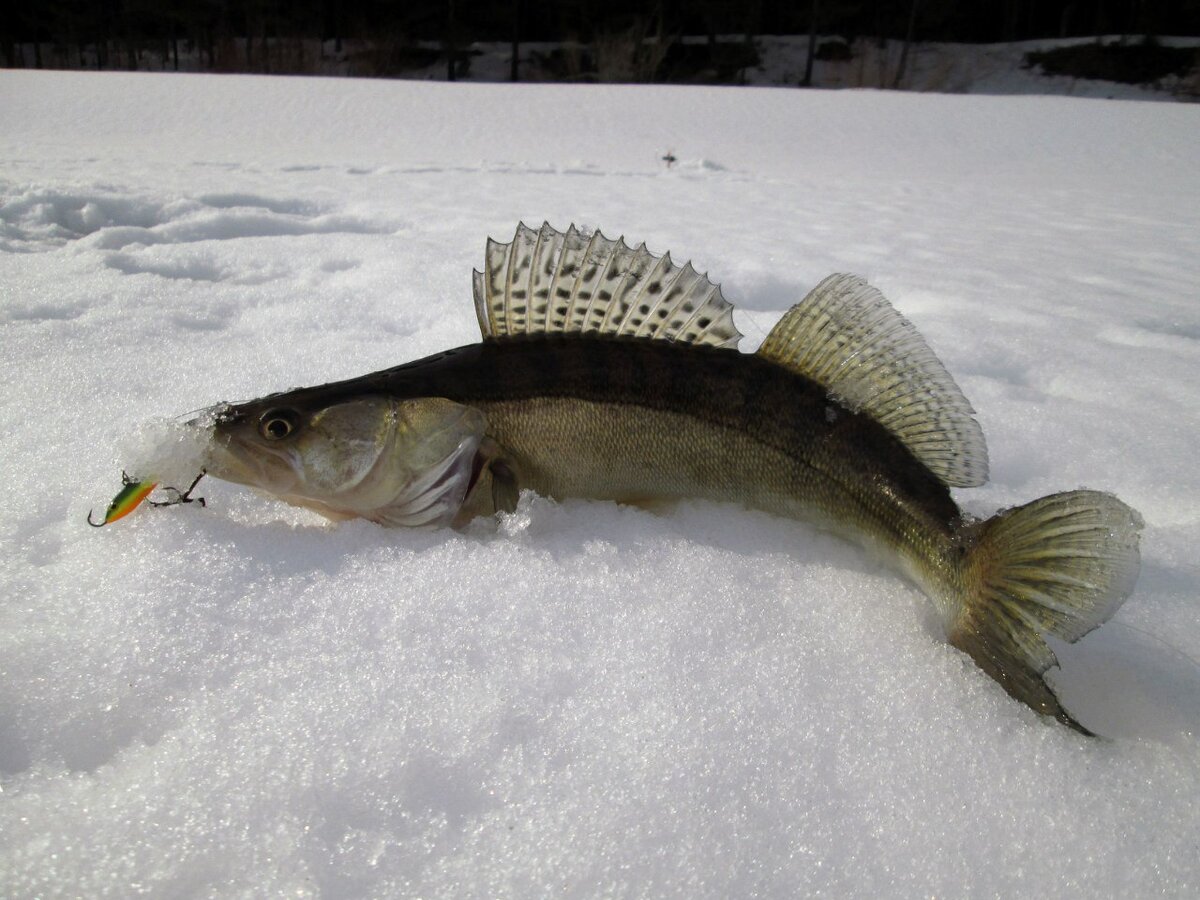 Зимняя рыбалка на судака. Рыбалка на судака зимой. Зимнюю ловлю судака. Блеснение судака. Ловля судака зимой на ратлины.