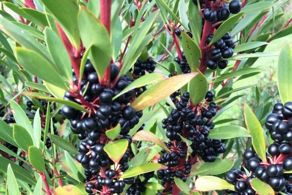 Mountain pepper. Tasmannia lanceolata. Тасманский перец. Тасманский черный перец. Ягоды на Тасмании.