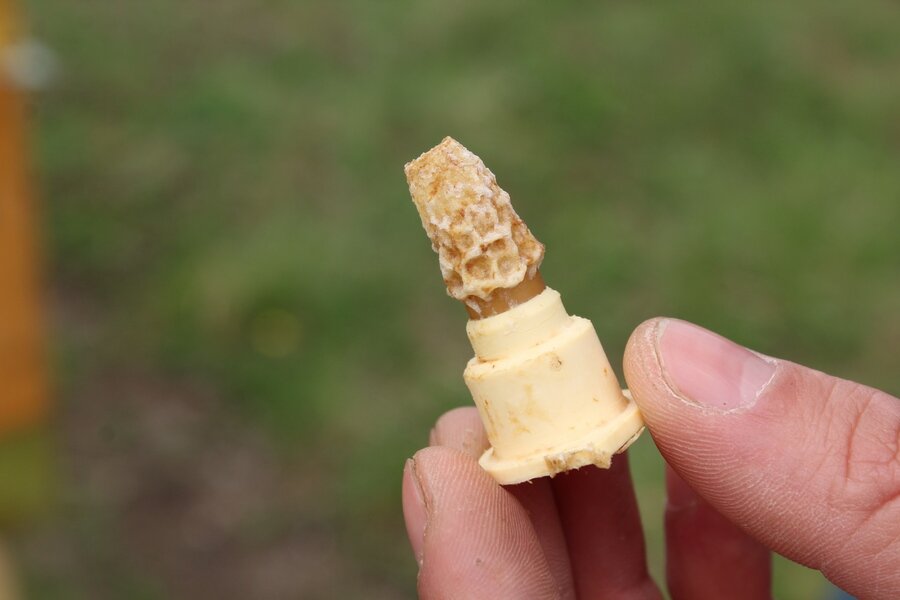 личинка пчелы в маточном молочке