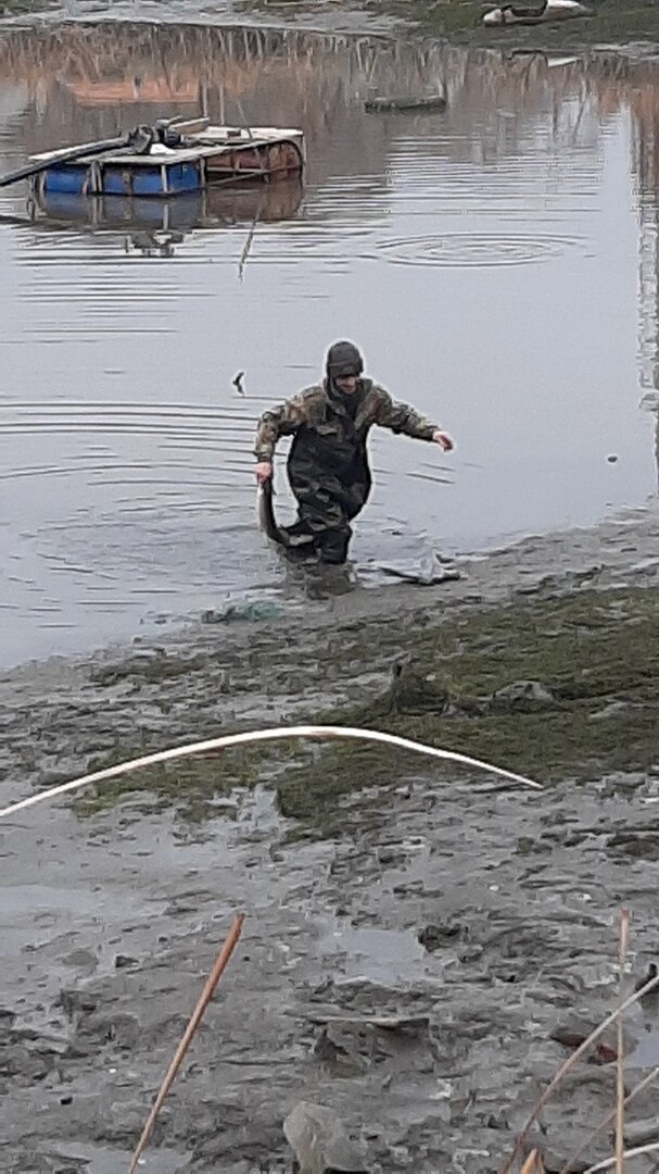 щука из пруда