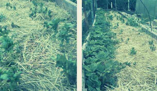 Картофель и клубника, укрытые соломой