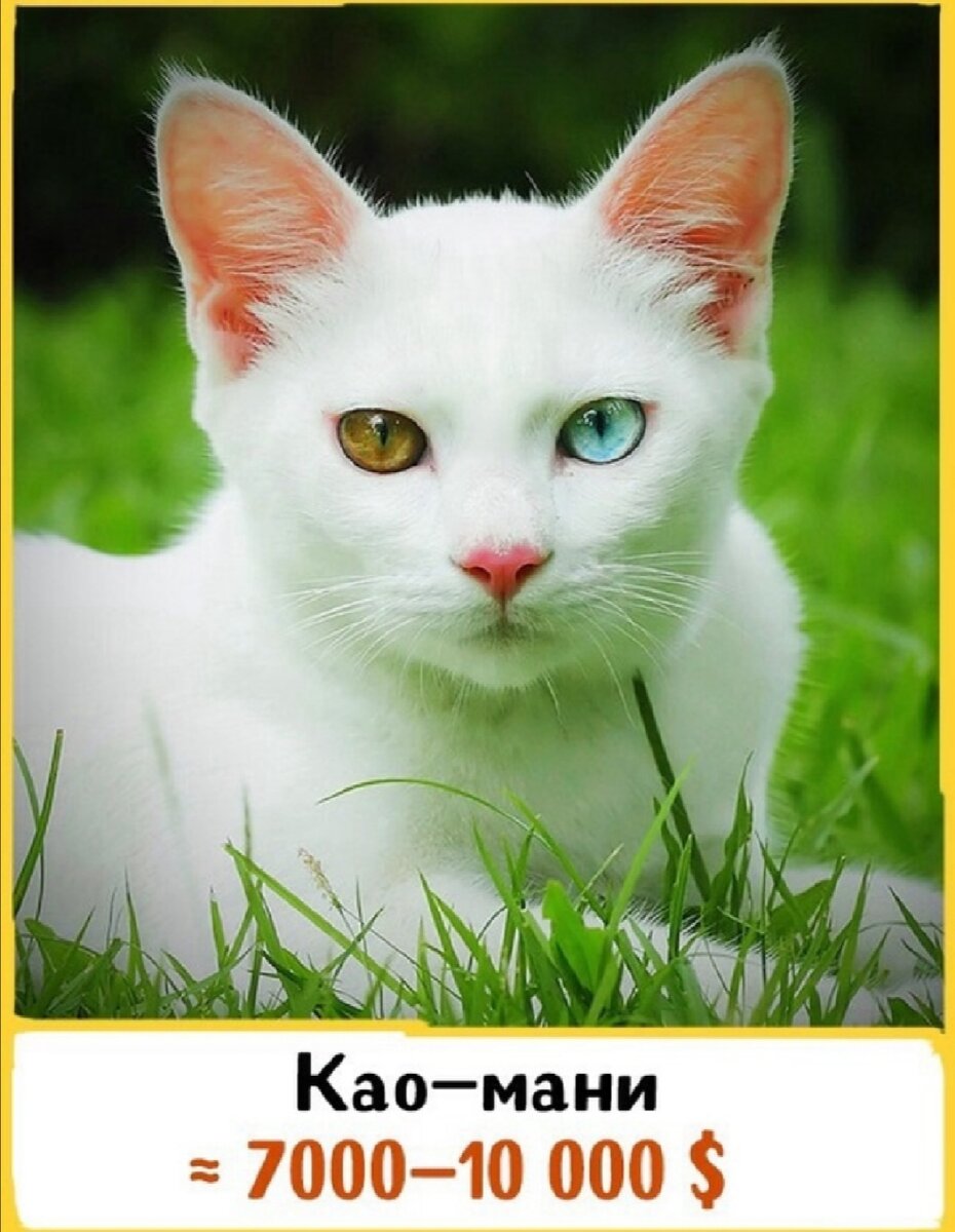 Самое раннее упоминание об этой породе находится в «Tamra Maew», или в «Кошачьей книге поэм» (1350–1767 гг.). В древнем Сиаме као-мани жили только в королевских семьях и считались символом удачи, долголетия и богатства.