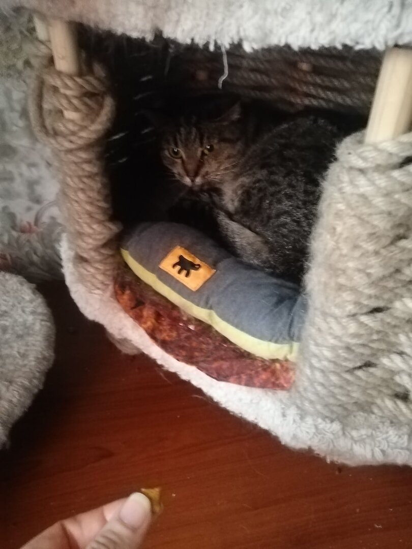 Путь доверия у Ирен к нам - это еда и вкусняшки