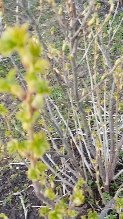 Моя смородина