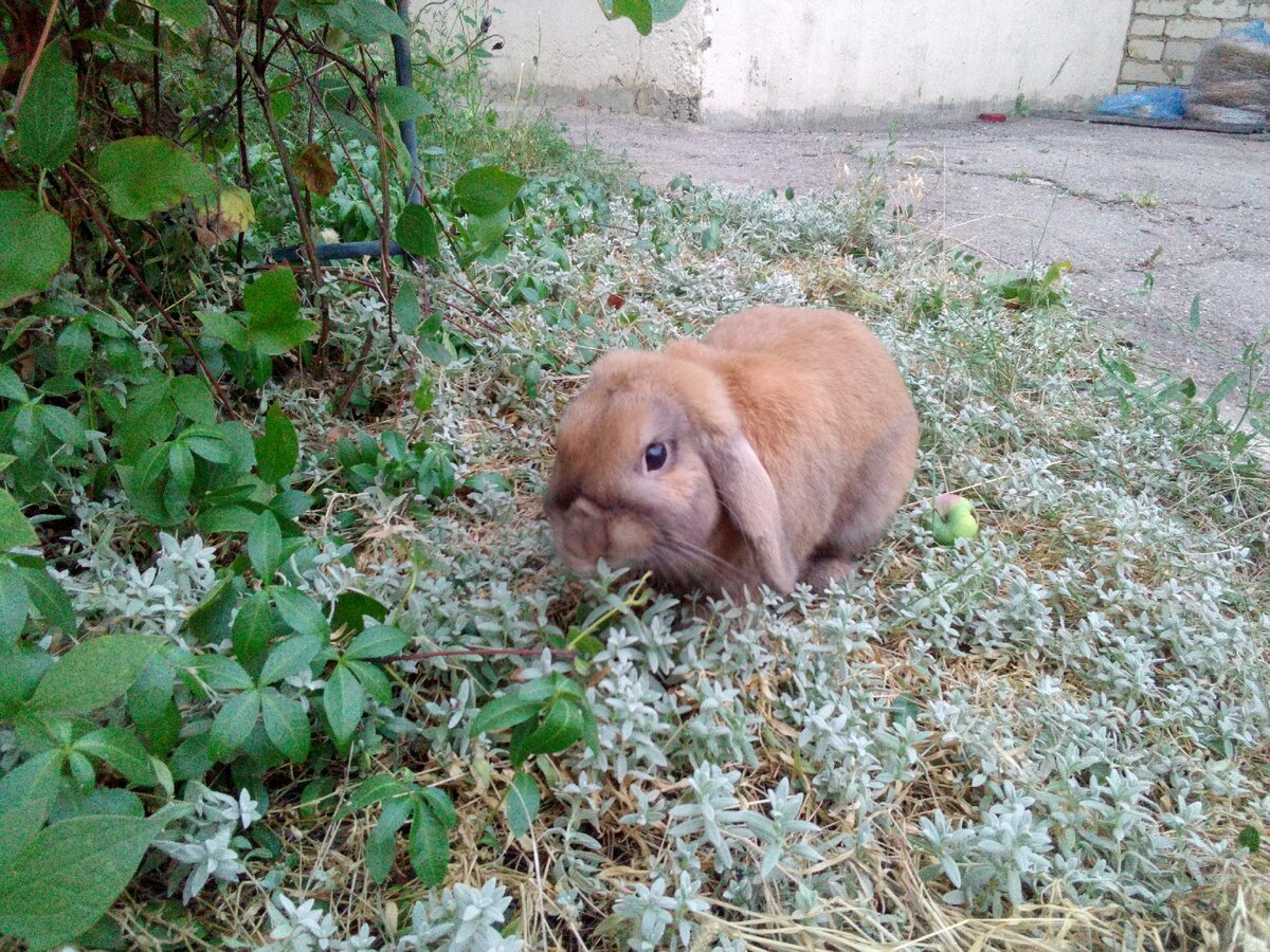 Это Степан . Сегодня он гость мое канала. Фото из личного архива. 