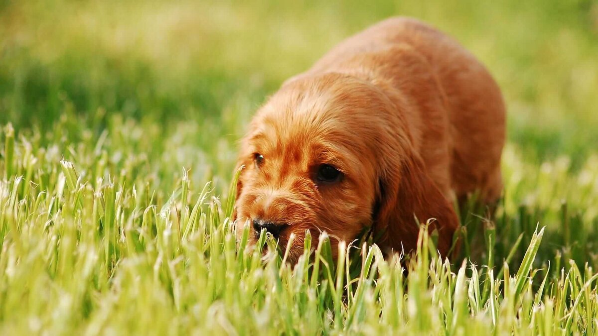 Почему собака травка. Собака на газоне. Собака на траве. Зеленая собака порода. Собака ест траву.