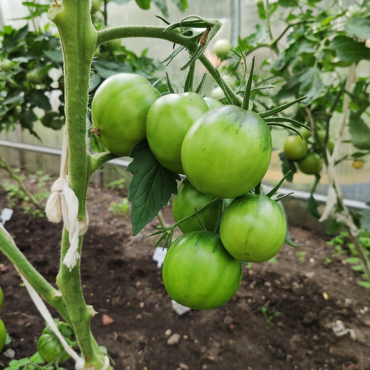 Томат фрося f1. Спеют помидоры. Томат халай. Томаты нада. Помидоры.