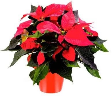Пуансеттия (молочай прекраснейший)