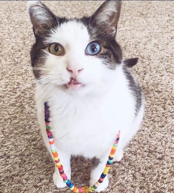 Кот, которого увидела мама Мэддена