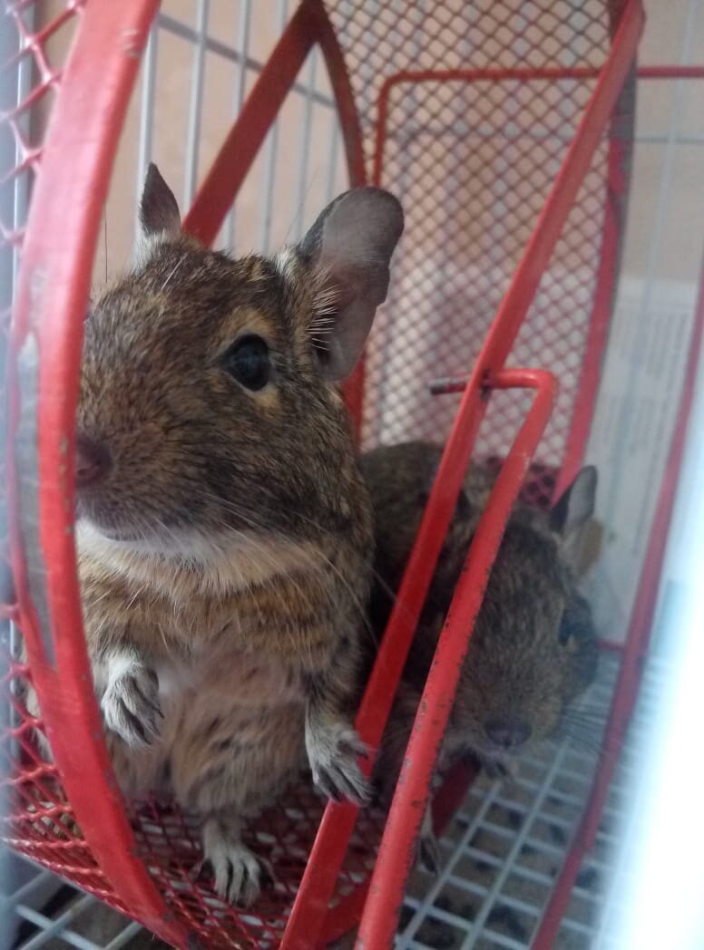 Чилийские белочки Дегу. Фото от 27.04.2020