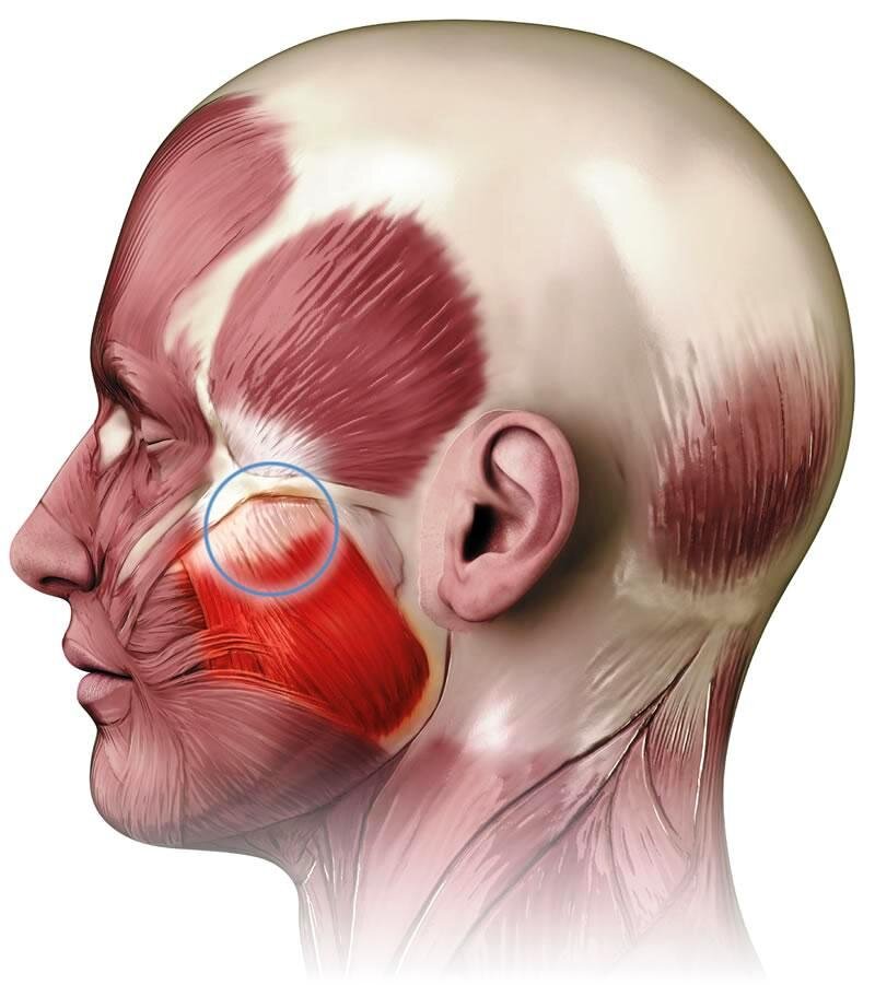 Жевательные мышцы. Источник: https://genaromat.ru/bud-zdorov/beg/myshcy.html