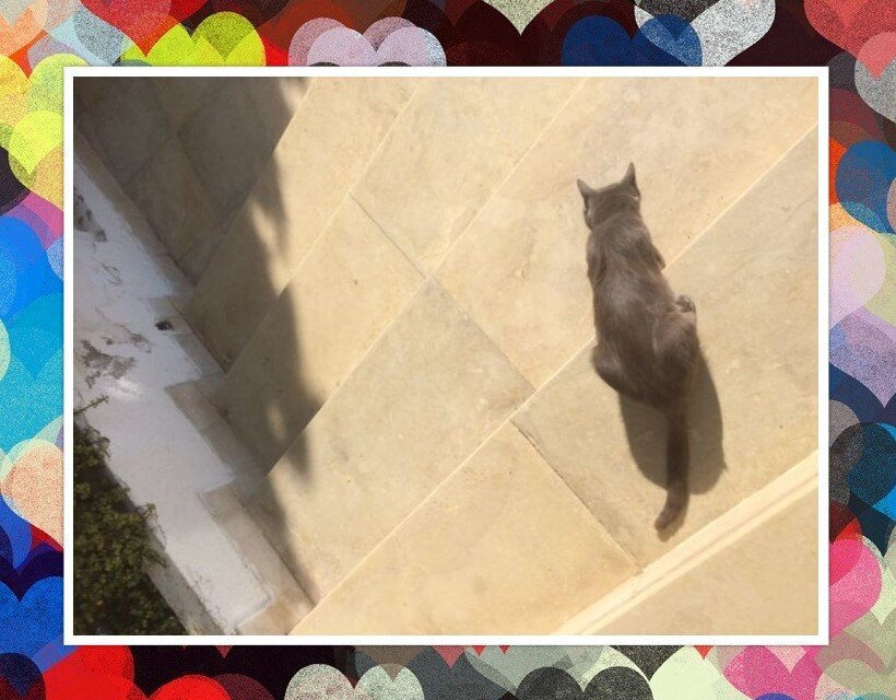 На ступеньках отеля котик  Фото и коллаж мои