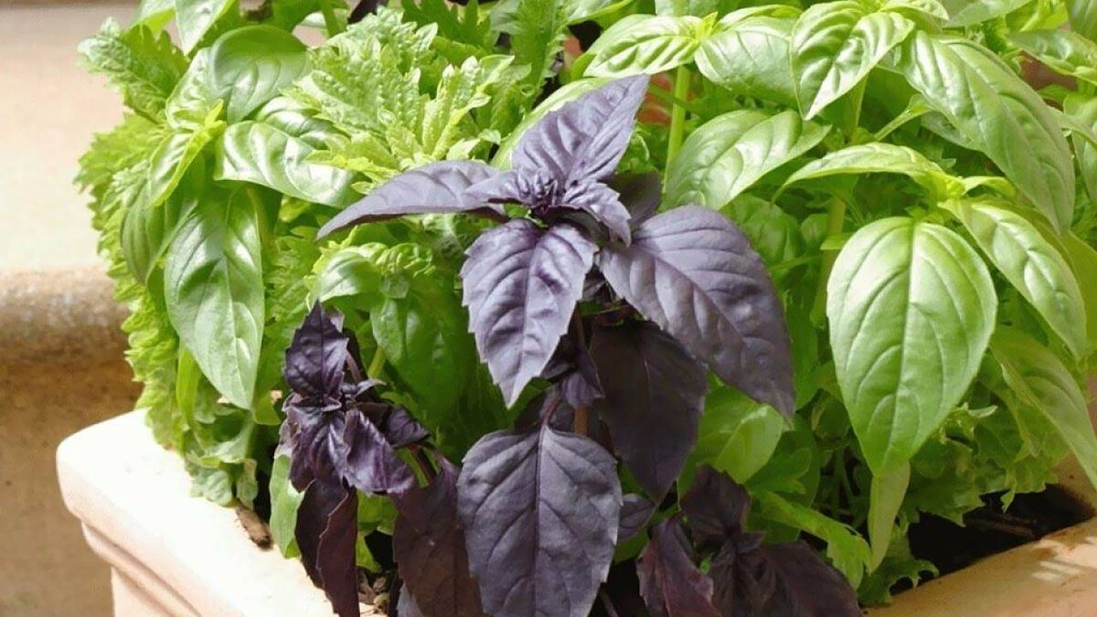 Какой базилик больше нравится вам?