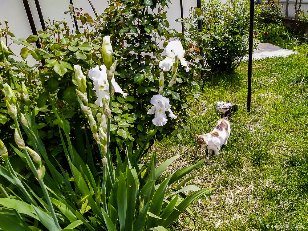 Большая прогулка по саду с цветущими ирисами и пионами