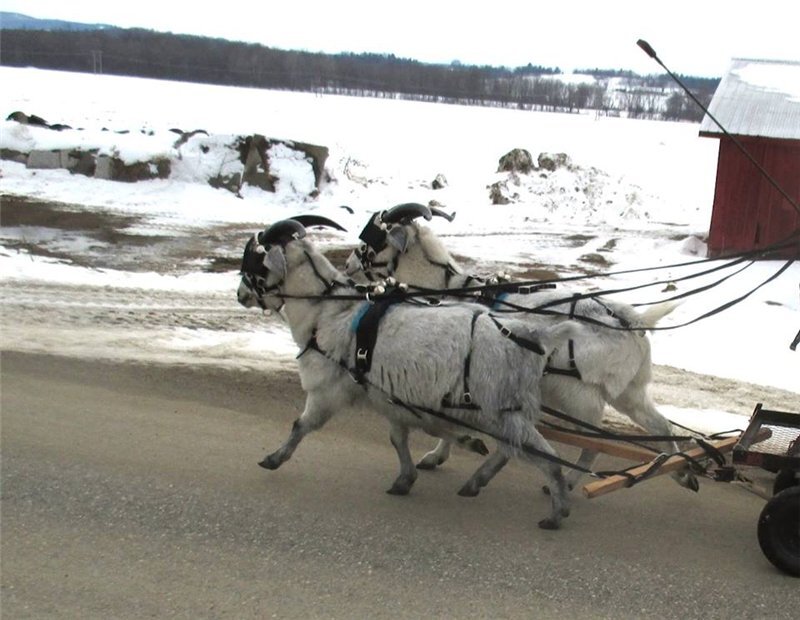 Коза в упряжке