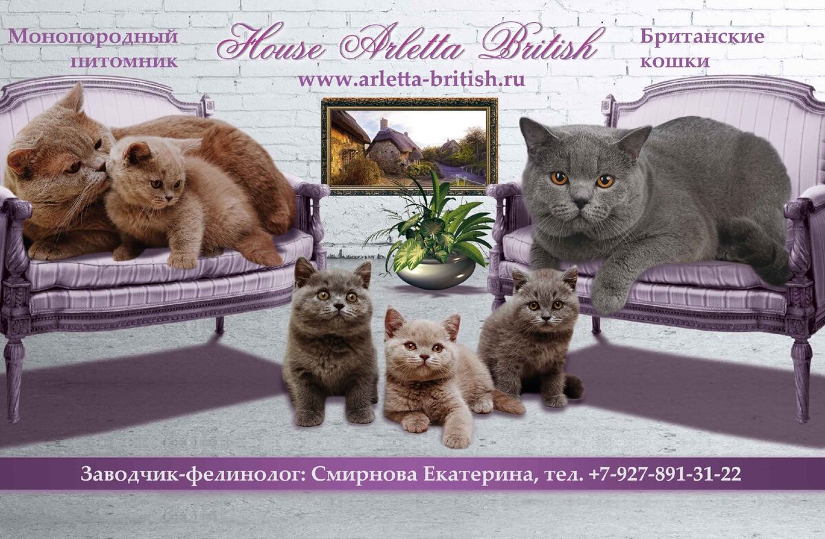 британскиe коты  из питомника House Arletta British