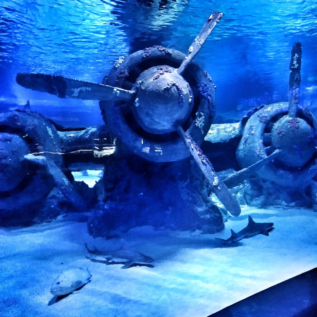 Затопленный самолет на дне аквариума круто смотрится!