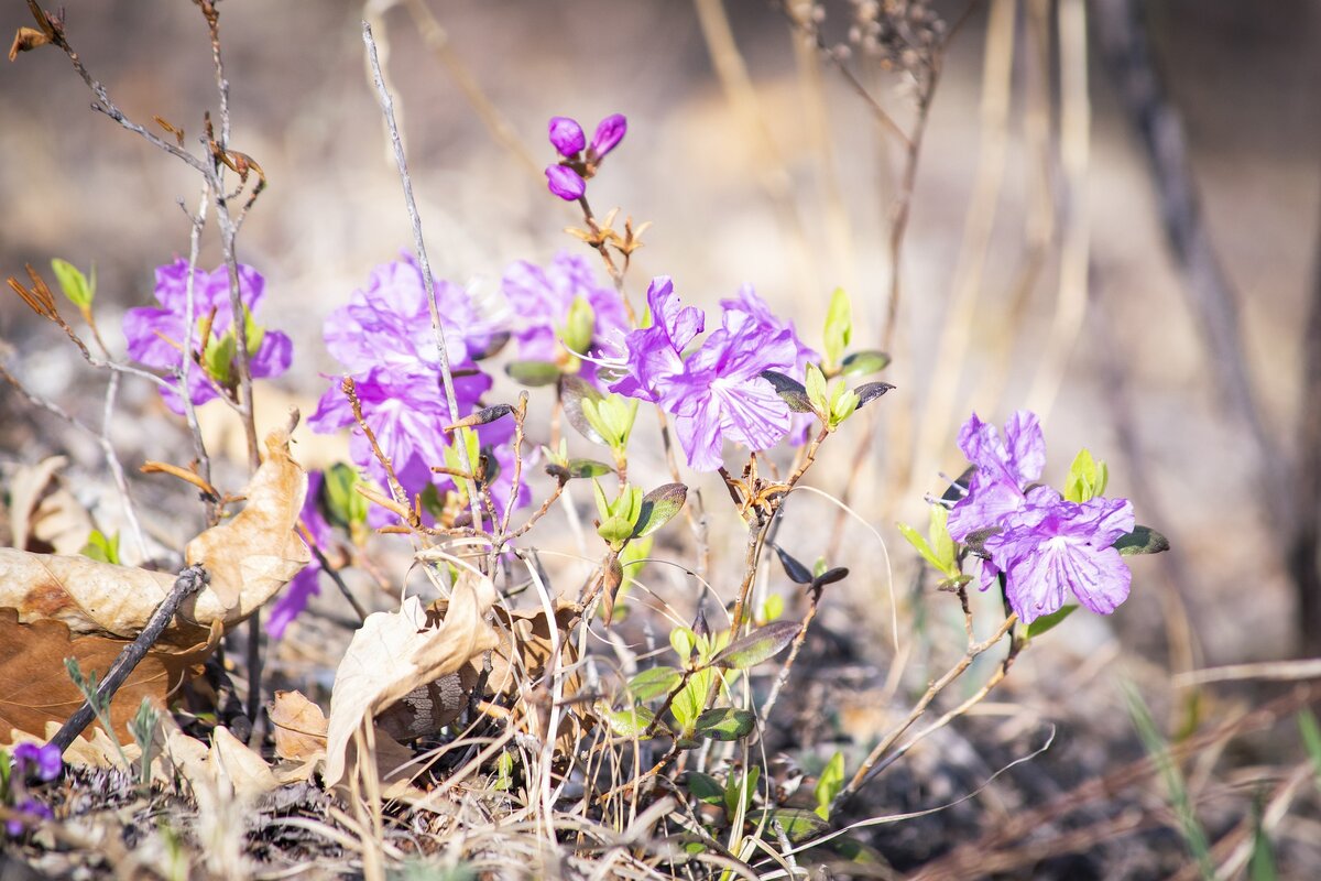 Изображение Анна Ленская с сайта Pixabay