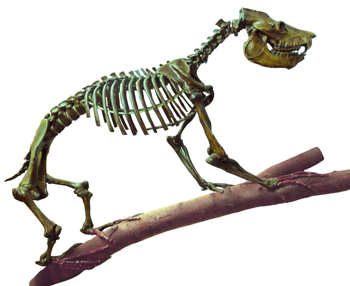 Скелет мегаладаписа