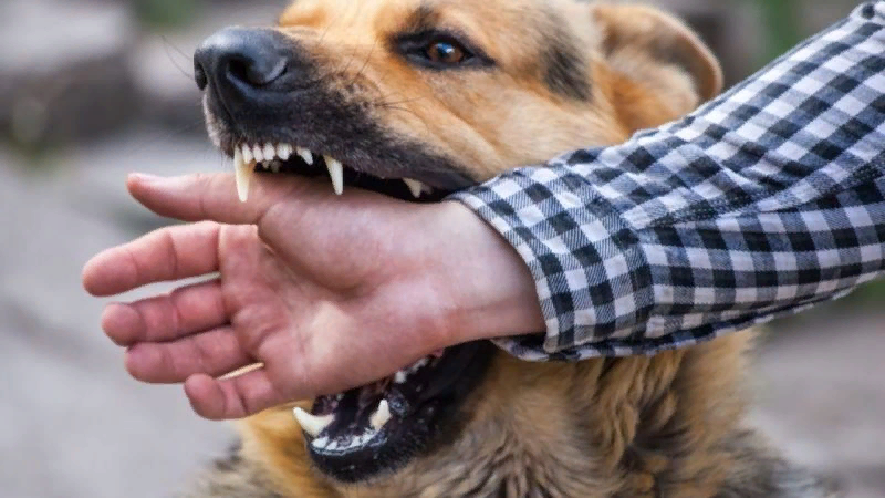 У каких пород собак самый мощный укус? | МанкиБлог | Дзен