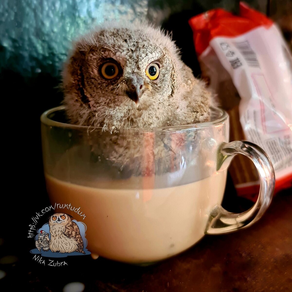 Кофе с совой. Совочино - 60% воды, 40% молока и воздушная пенка из совы, помешивающей ножками кофе.