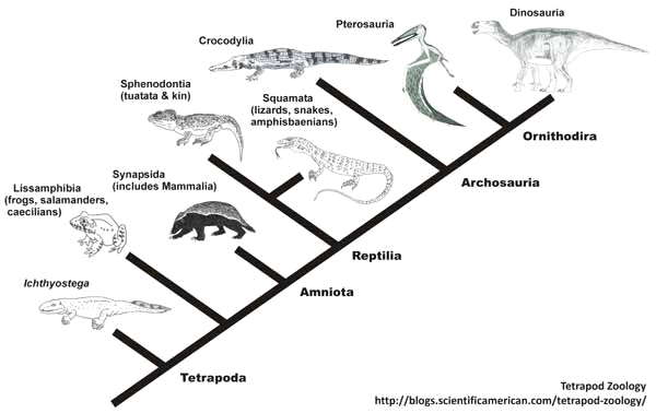 Надкласс Tetrapoda или четвероногие