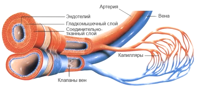 Увлекательная «прогулка» по венам и артериям