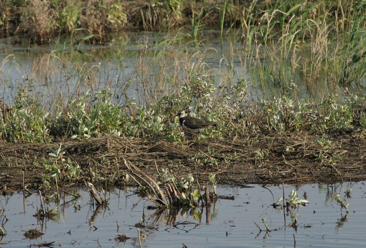 Чибис (Vanellus vanellus)