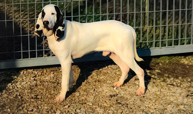 Средний рост мальчика 52-58 см., девочки 50-56 см. Средний вес независимо от пола 25-30 кг.