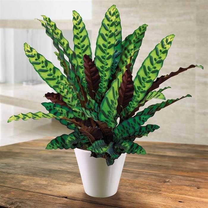 Калатея Лансифолия (Calathea Lancifolia)